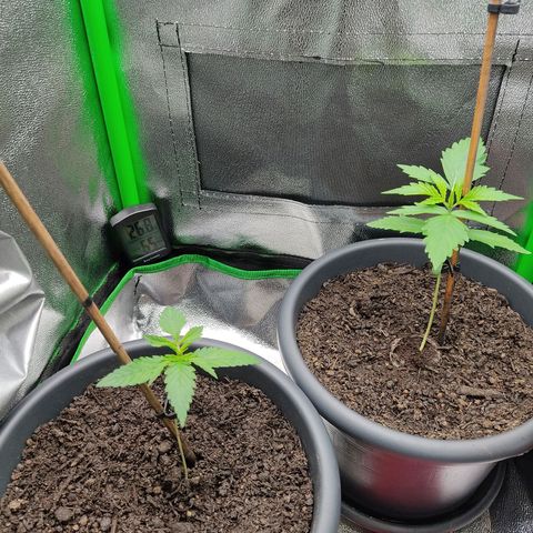 Ernie und Bert growlog timeline photo