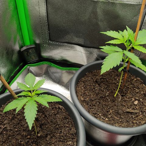 Ernie und Bert growlog timeline photo