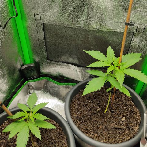 Ernie und Bert growlog timeline photo