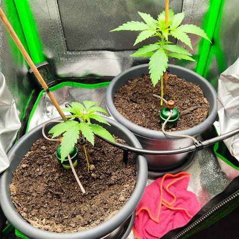Ernie und Bert growlog timeline photo