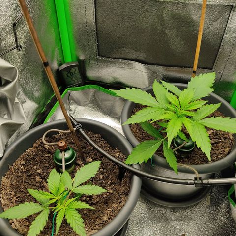 Ernie und Bert growlog timeline photo