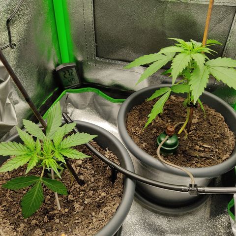 Ernie und Bert growlog timeline photo