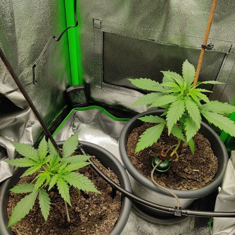 Ernie und Bert growlog timeline photo