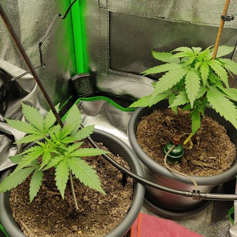 Ernie und Bert growlog timeline photo
