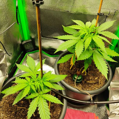 Ernie und Bert growlog timeline photo