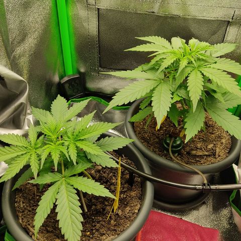 Ernie und Bert growlog timeline photo