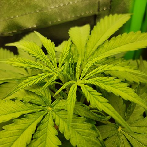 Ernie und Bert growlog timeline photo
