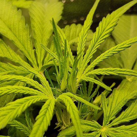 Ernie und Bert growlog timeline photo