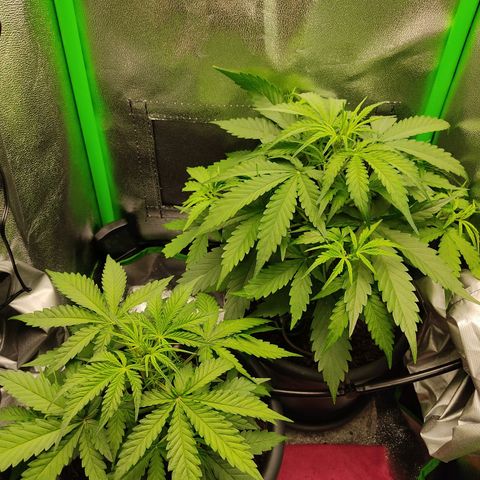 Ernie und Bert growlog timeline photo