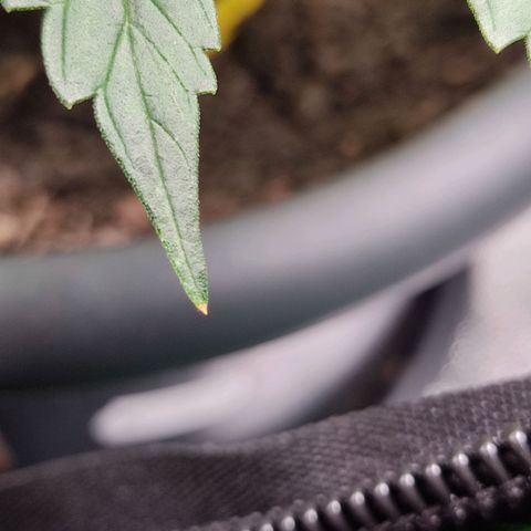 Ernie und Bert growlog photo: Zwei der älteren Blätter zeigen Mangelerscheinungen. Werde ich weiter beobachten. 