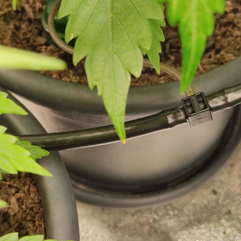 Ernie und Bert growlog photo: Zwei der älteren Blätter zeigen Mangelerscheinungen. Werde ich weiter beobachten. 