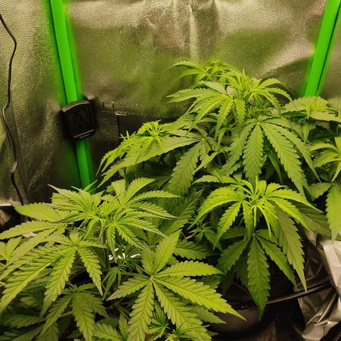 Ernie und Bert growlog timeline photo