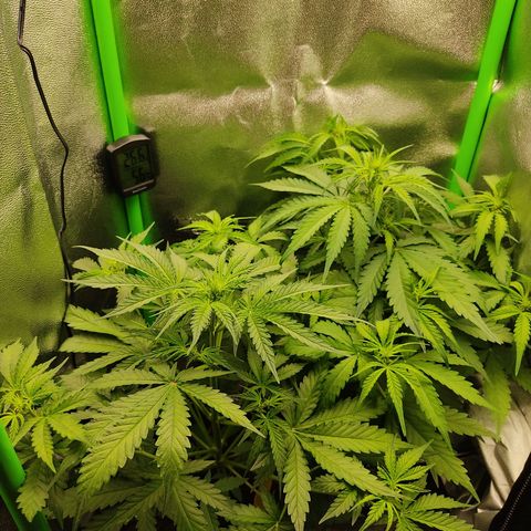 Ernie und Bert growlog timeline photo