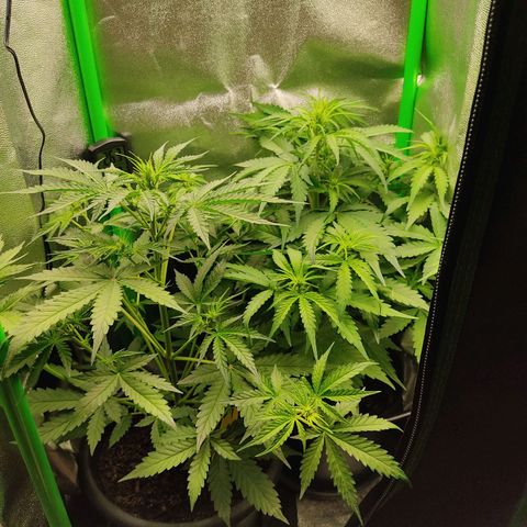Ernie und Bert growlog timeline photo