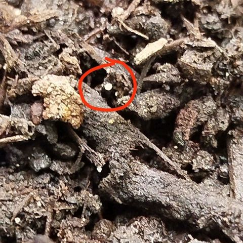 Ernie und Bert growlog photo: Verdacht auf Wurzelmilbe oder Raubmilbe. Bisher zeigen die beiden keine Beschädigungen oder Mangelerscheinungen