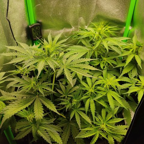 Ernie und Bert growlog timeline photo