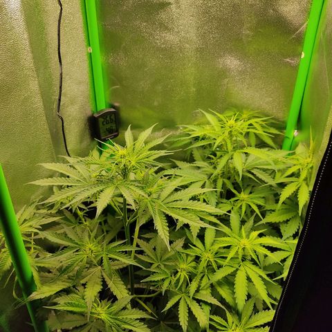 Ernie und Bert growlog timeline photo