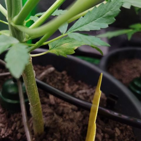 Ernie und Bert growlog timeline photo