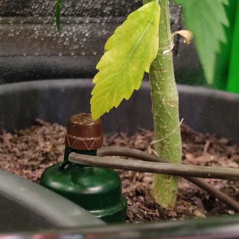 Ernie und Bert growlog timeline photo