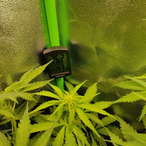 Ernie und Bert growlog timeline photo