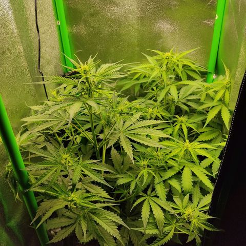 Ernie und Bert growlog timeline photo