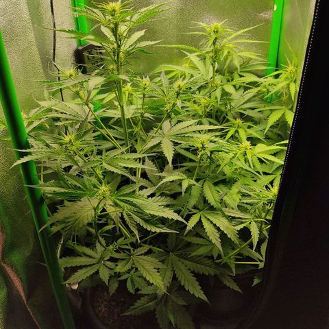 Ernie und Bert growlog timeline photo