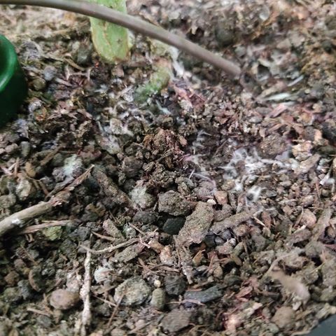 Ernie und Bert growlog photo: Unter der Tropffläche von Bert haben sich oberflächlich weiße "Fäden" gebildet. Schimmel? 
