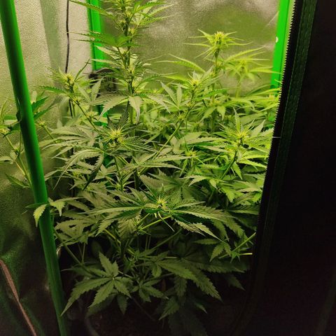 Ernie und Bert growlog timeline photo