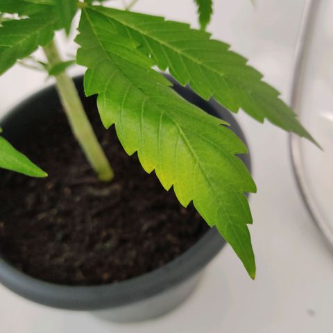Ernie und Bert growlog timeline photo