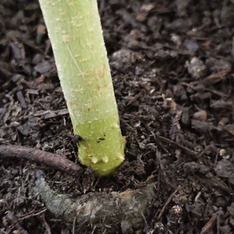Ernie und Bert growlog timeline photo