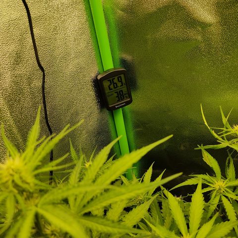 Ernie und Bert growlog timeline photo