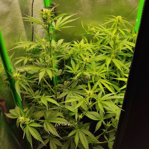 Ernie und Bert growlog timeline photo