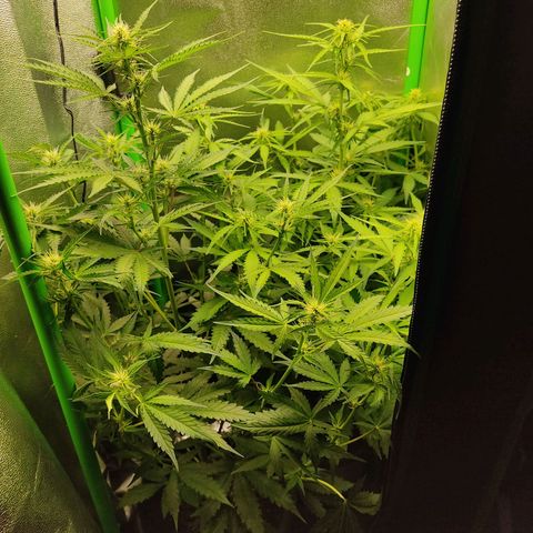Ernie und Bert growlog timeline photo