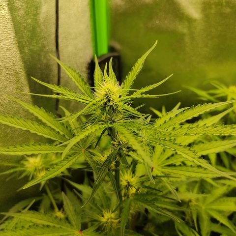 Ernie und Bert growlog timeline photo
