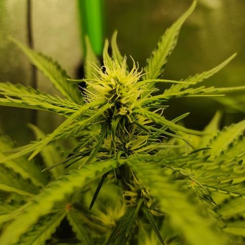 Ernie und Bert growlog timeline photo