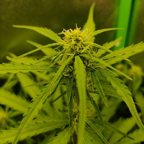 Ernie und Bert growlog timeline photo