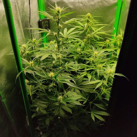 Ernie und Bert growlog timeline photo