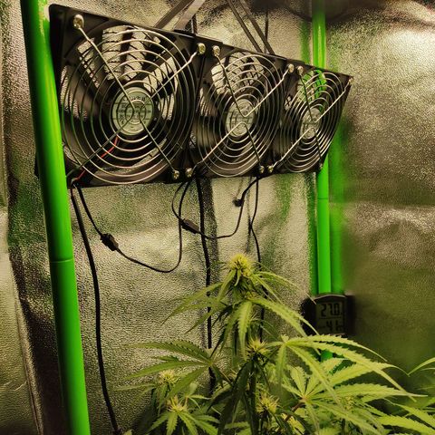 Ernie und Bert growlog photo: Heute sind noch 3 x 120 mm Lüfter hinzu gekommen die unter der Lampe hängen. Der GHP Lüfter wurde vorerst abgestellt. 