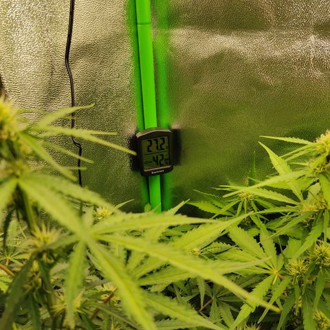 Ernie und Bert growlog photo: Heute sind noch 3 x 120 mm Lüfter hinzu gekommen die unter der Lampe hängen. Der GHP Lüfter wurde vorerst abgestellt. 