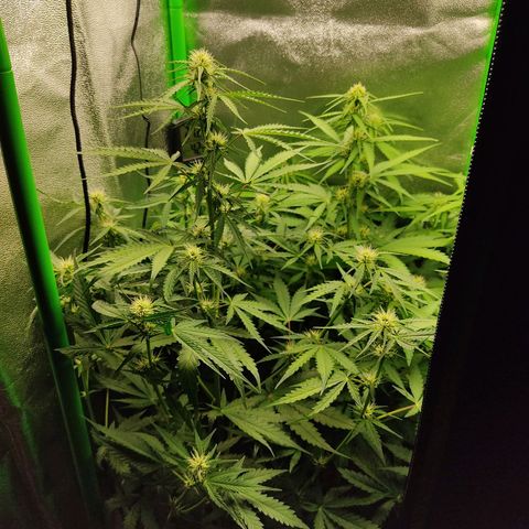 Ernie und Bert growlog photo: Heute sind noch 3 x 120 mm Lüfter hinzu gekommen die unter der Lampe hängen. Der GHP Lüfter wurde vorerst abgestellt. 