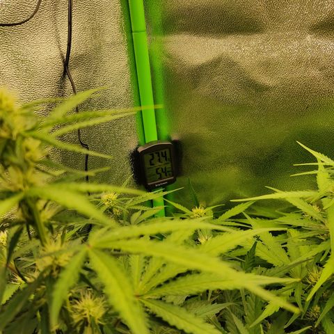 Ernie und Bert growlog timeline photo