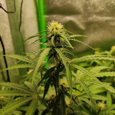 Ernie und Bert growlog timeline photo