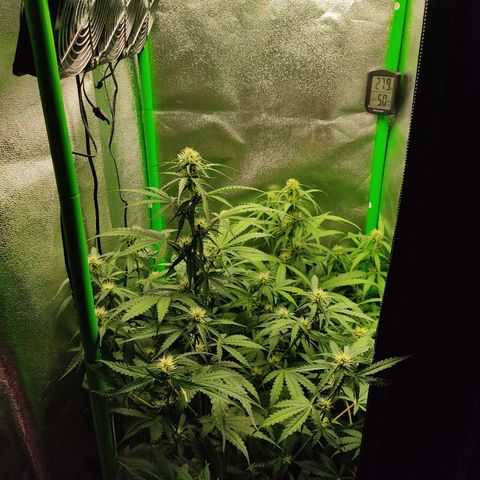 Ernie und Bert growlog timeline photo