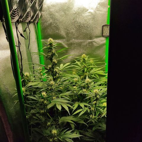 Ernie und Bert growlog timeline photo