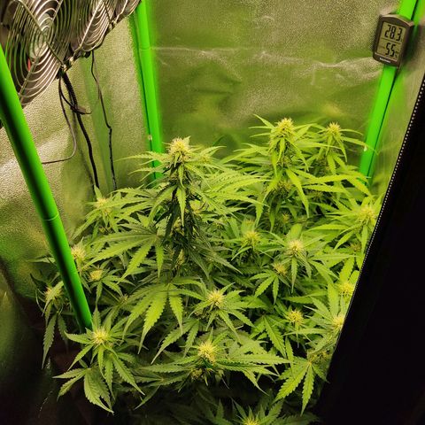 Ernie und Bert growlog timeline photo