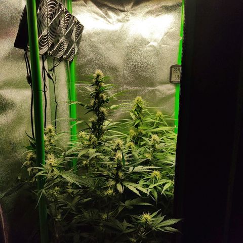Ernie und Bert growlog timeline photo