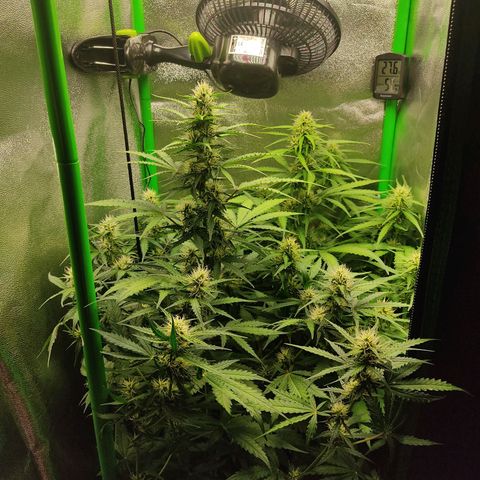 Ernie und Bert growlog timeline photo