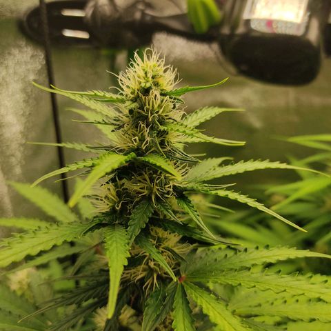 Ernie und Bert growlog timeline photo