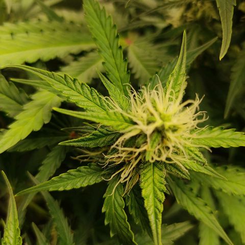 Ernie und Bert growlog timeline photo