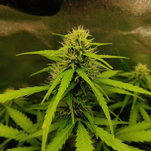 Ernie und Bert growlog timeline photo